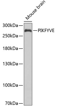 Anti-PIKFYVE Antibody (CAB6689)