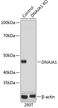 Anti-DNAJA1 Antibody [KO Validated] (CAB19865)