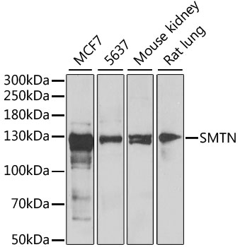 Anti-SMTN Antibody (CAB6745)