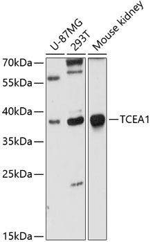 Anti-TCEA1 Antibody (CAB10541)