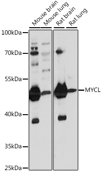 Anti-MYCL Antibody (CAB16301)