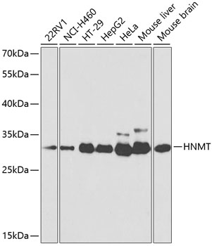 Anti-HNMT Antibody (CAB2520)