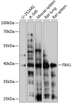 Anti-F8A1 Antibody (CAB14806)