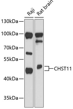 Anti-CHST11 Antibody (CAB13734)