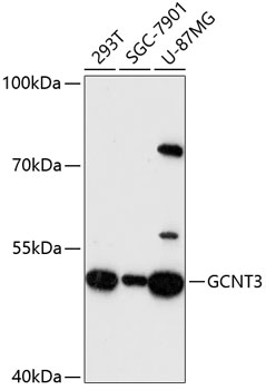 Anti-GCNT3 Antibody (CAB13209)