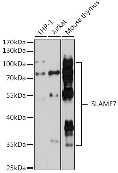 Anti-SLAMF7 Antibody (CAB16565)