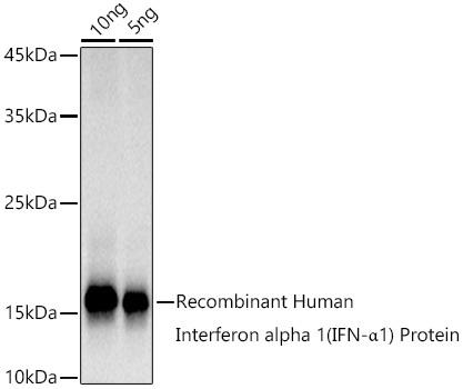 Western blot analysis of extracts of Recombinant Human IFNA1 Protein, using Interferon alpha 1 (IFN-ÃŽÂ±1) antibody at 1:1000 dilution. Secondary antibody: HRP Goat Anti-Rabbit IgG (H+L) at 1:10000 dilution. Lysates/proteins: 25ug per lane. Blocking buffer: 3% nonfat dry milk in TBST. Detection: ECL Basic Kit. Exposure time: 3s.