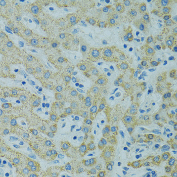 Anti-STX1A Antibody (CAB5570)