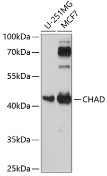Anti-CHAD Antibody (CAB14985)