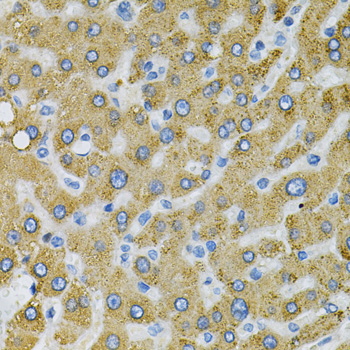 Anti-SDC4 Antibody (CAB1834)