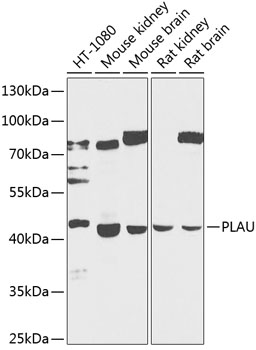 Anti-PLAU Antibody (CAB2181)