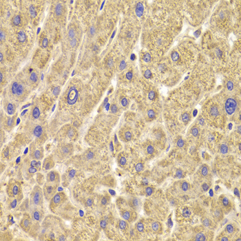 Anti-PEX5 Antibody (CAB5780)