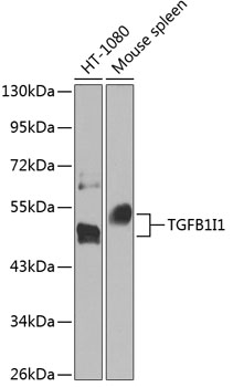 Anti-TGFB1I1 Polyclonal Antibody (CAB8459)