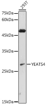 Anti-YEATS4 Antibody (CAB6318)