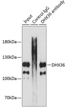 Anti-DHX36 Antibody (CAB5191)