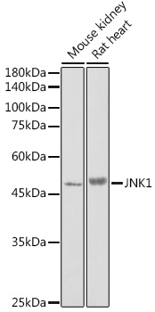 Anti-JNK1 Antibody (CAB0288)