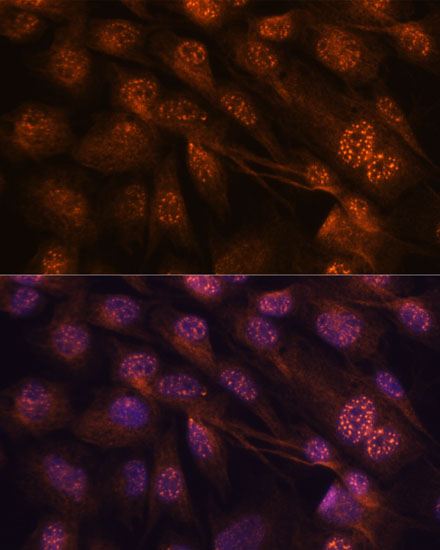 Anti-MAP2K7 Antibody (CAB2186)