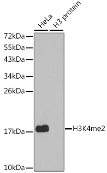 Anti-DiMethyl-Histone H3-K4 Antibody (CAB2356)