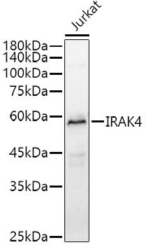 Western blot analysis of extracts of Jurkat cells, using IRAK4 antibody at 1:1000 dilution. Secondary antibody: HRP Goat Anti-Rabbit IgG (H+L) at 1:10000 dilution. Lysates/proteins: 25ug per lane. Blocking buffer: 3% nonfat dry milk in TBST. Detection: ECL Basic Kit. Exposure time: 45s.