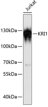 Anti-KRI1 Antibody (CAB13881)