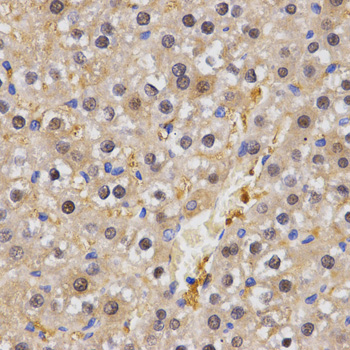 Anti-HSF2 Antibody (CAB2747)