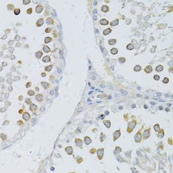 Anti-PIWIL-2 Antibody (CAB6044)