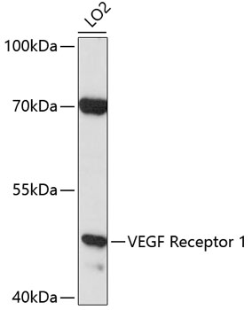 Anti-VEGF Receptor 1 Antibody (CAB0058)