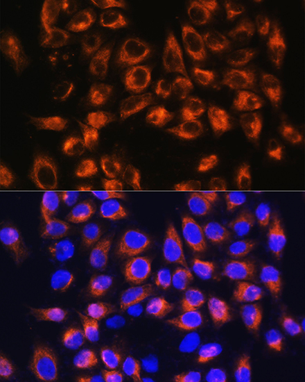 Anti-C7 Antibody (CAB5394)