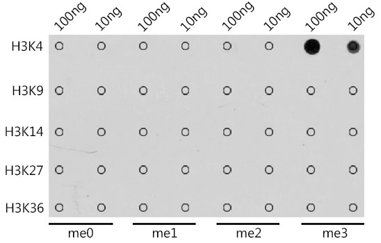 Anti-TriMethyl-Histone H3-K4 Antibody (CAB2357)