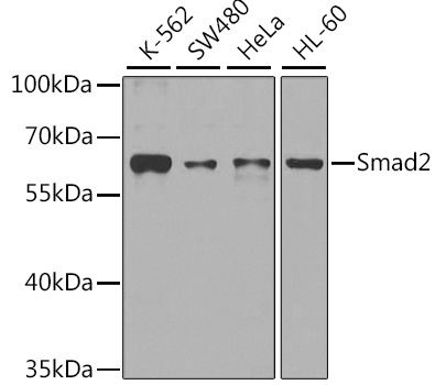 Anti-Smad2 Antibody [KO Validated] (CAB7699)