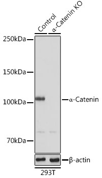 Anti-Alpha-Catenin Antibody [KO Validated] (CAB19004)