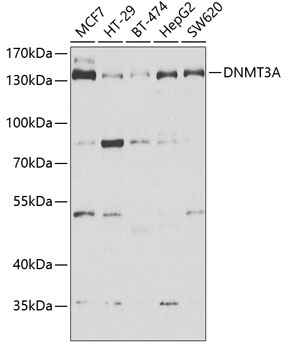 Anti-DNMT3A Antibody (CAB6503)