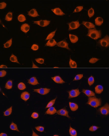 Anti-DNER Antibody (CAB15551)