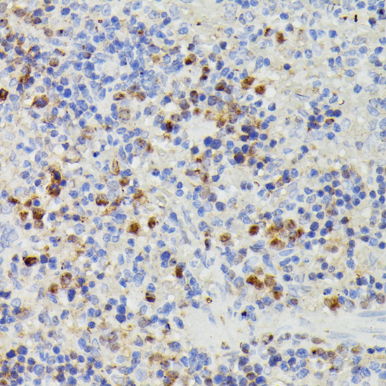 Anti-DUT Antibody (CAB2901)