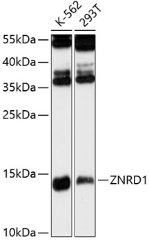 Anti-ZNRD1 Antibody (CAB13088)