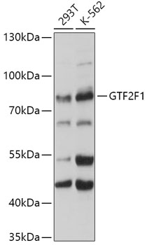 Anti-GTF2F1 Antibody (CAB2489)