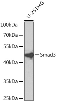 Anti-Smad3 Antibody (CAB11388)