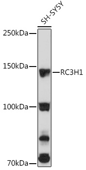 Anti-RC3H1 Antibody (CAB15569)