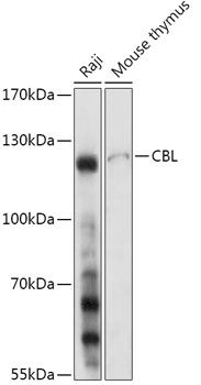 Anti-CBL Antibody (CAB17300)