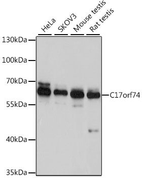 Anti-C17orf74 Antibody