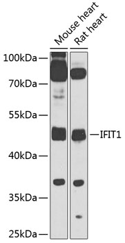 Anti-IFIT1 Polyclonal Antibody (CAB8551)