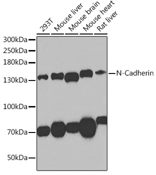 Anti-N-Cadherin Antibody (CAB0433)