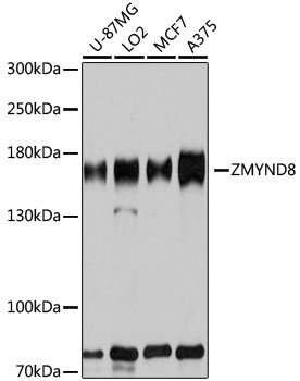 Anti-ZMYND8 Polyclonal Antibody [KO Validated] (CAB8737)