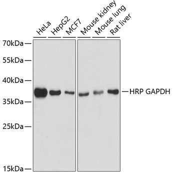 Anti-HRP-conjugated GAPDH Mouse Monoclonal Antibody