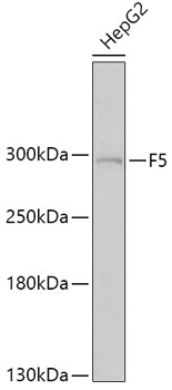 Anti-F5 Antibody (CAB1292)