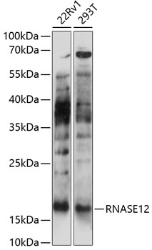 Anti-RNASE12 Antibody (CAB14608)