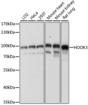 Anti-HOOK3 Antibody (CAB15536)