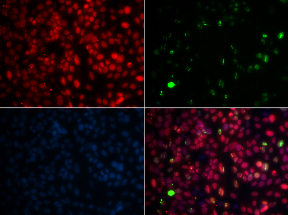 Anti-MPG Antibody (CAB5410)