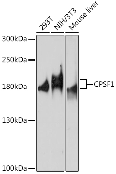 Anti-CPSF1 Antibody (CAB17144)