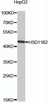 Anti-HSD11B2 Polyclonal Antibody (CAB8077)